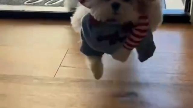 лучший костюм на Хэллоуин смотреть онлайн