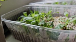 Черенкование метельчатых гортензий зелёной почкой: да или нет?