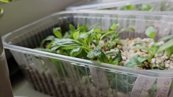 Черенкование метельчатых гортензий зелёной почкой: да или нет?