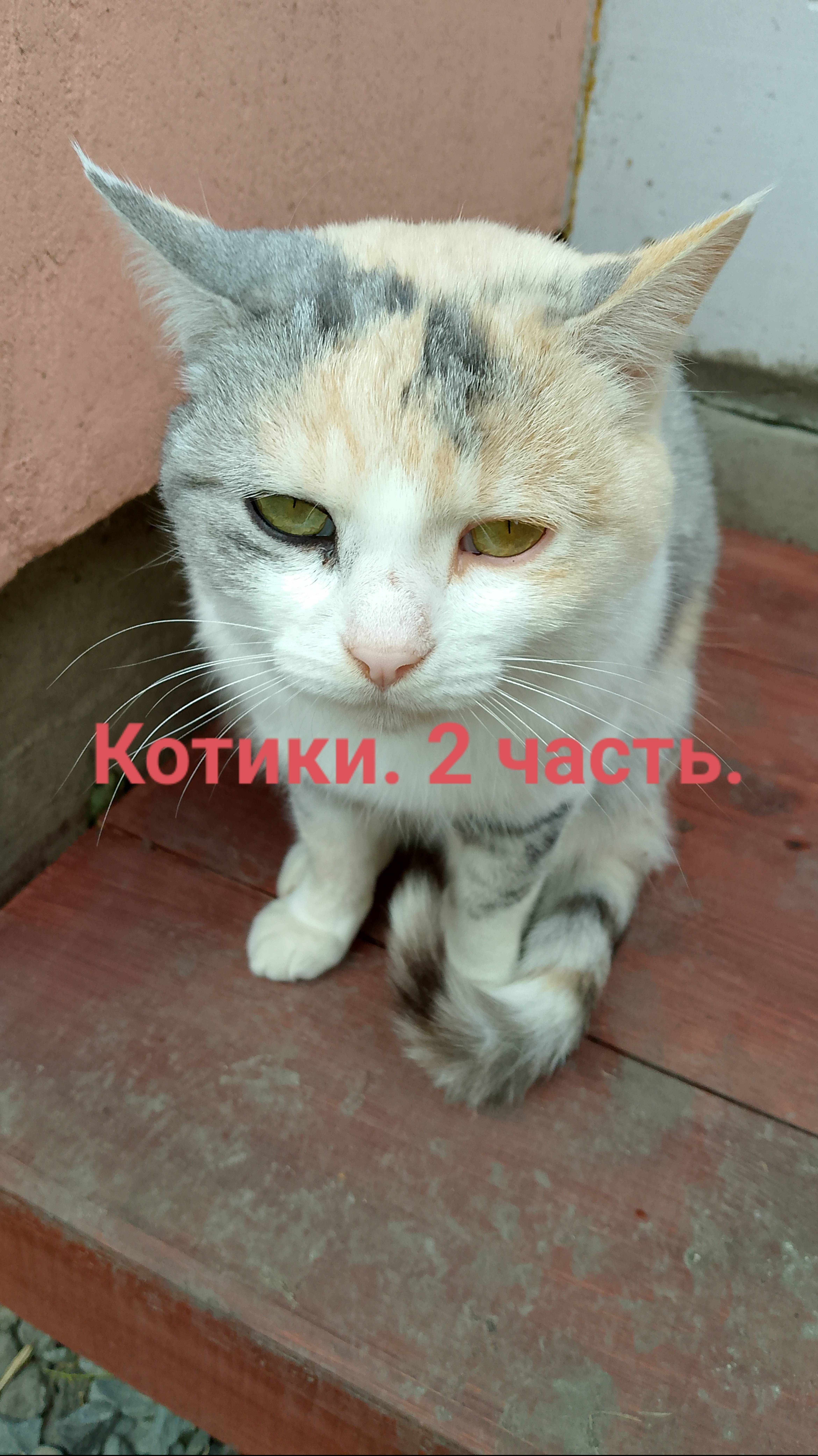 Котики. 2 часть. смотреть онлайн