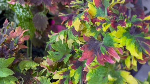 Copy_A0496081-D8D3-4852-9D56-A11A95EA7892