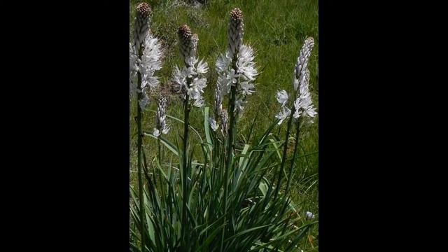 АСФОДЕЛЮС АСФОДЕЛЬ (ASPHODELUS) сем. Асфоделивые смотреть онлайн