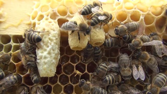 Дальневосточная пчела. Роевые маточники. смотреть онлайн