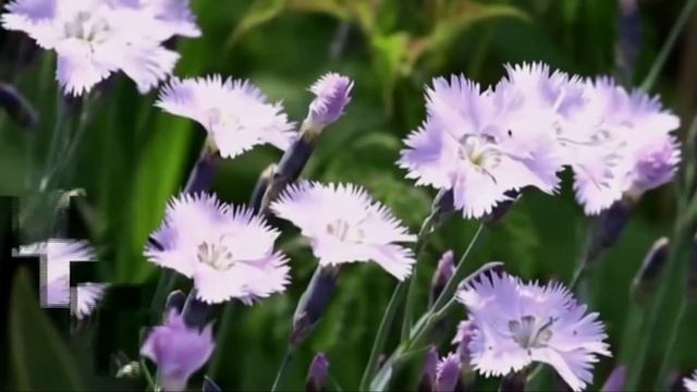 С 8 Марта, девочки!!! Поздравление от Алины Ивановны!