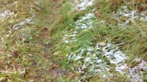 Подвои Бест, Алыча, тернослив - что лучше для Сибири