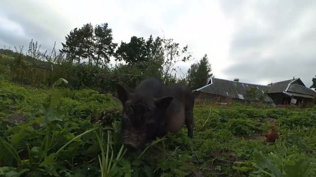 Пополнение в хозяйстве ...ОБЗОР ХОЗЯЙСТВА №2(3 сентября смотреть онлайн