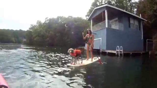 Taking 7 Weimaraners Swimming смотреть онлайн