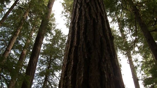 Primary Forest, NW USA. Первичный Лес, С-З США (1506sp) смотреть онлайн
