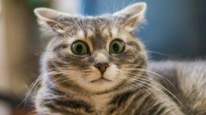 У Маринки муж - дебил