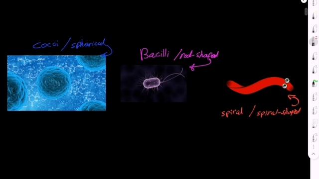 BACTERIAL TYPES || bacilli / cocci / spherical /G+ /G- смотреть онлайн