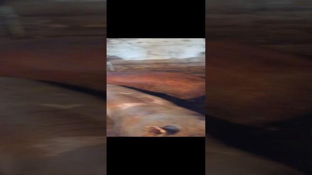 Свинки на племя пород Кб, ландрас, Дюрок и пьетрен