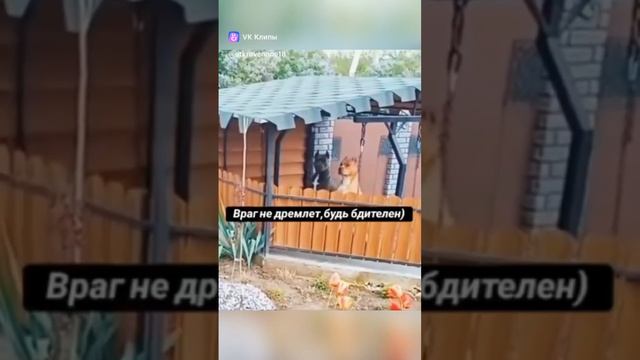 Поддержи подпиской 🙏 смотреть онлайн