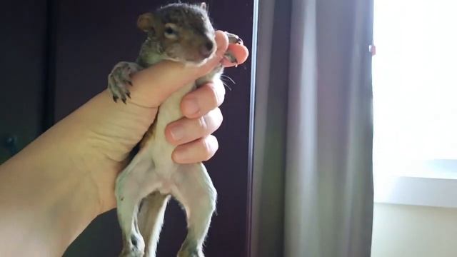 Новые питомцы 2024. Бельчата 5 недель. Newborn Squirrel.