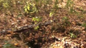 Охота на барсука с норными собаками...