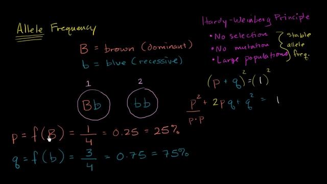 Hardy-Weinberg equation | Biomolecules | MCAT | Khan Academy смотреть онлайн