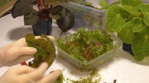 Цветочный роддом. Как рождается бегония. Размножение бегоний листом