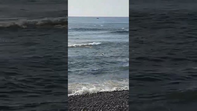 Нерест лосося на Камчатке смотреть онлайн