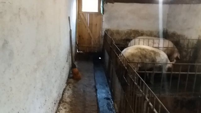 Поросні свиноматки🙌 смотреть онлайн