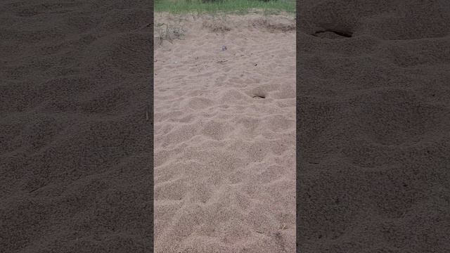 Карелия 2024. Ладожское озеро. Песочный пляж. Июль 2024 (Часть 6).mp4 смотреть онлайн