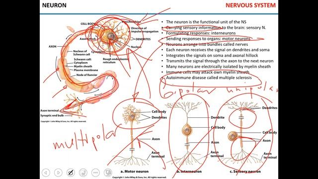 Neuron and glia смотреть онлайн