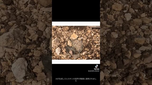 #石拾い　#野州鉱山　#アメジスト смотреть онлайн
