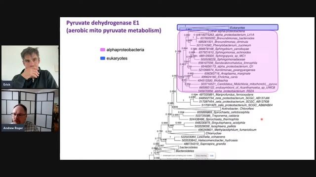 Phyloseminar #138: Andrew Roger (Dalhousie) смотреть онлайн
