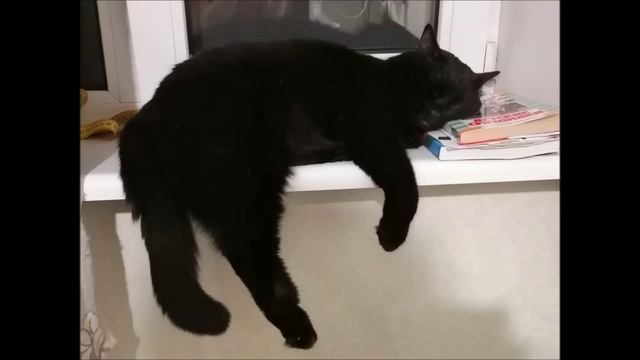 мой смешной котя