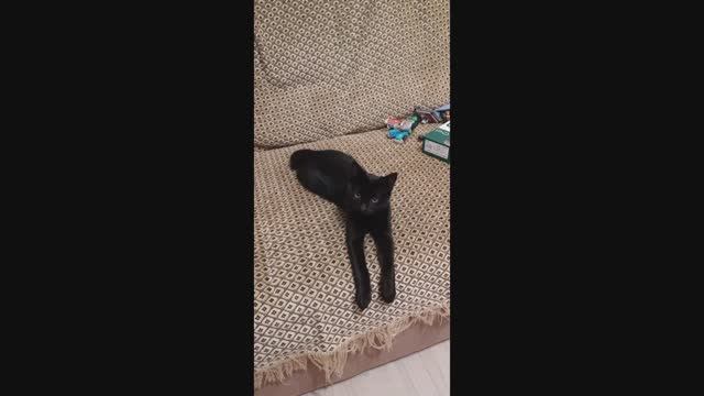 Мой котик. / Посмотрите описание перед роликом\ смотреть онлайн