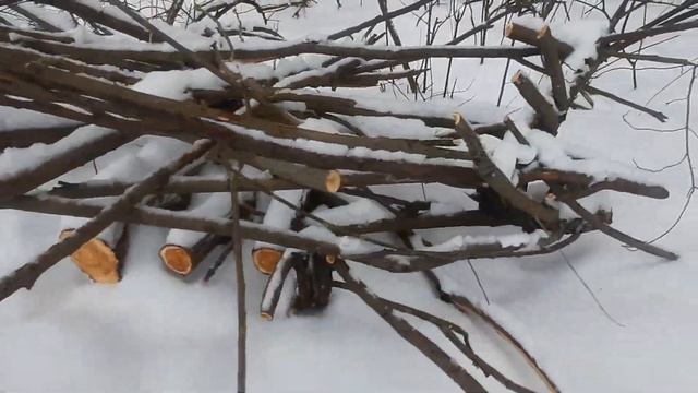 вырубка деревьев на ООПТ смотреть онлайн