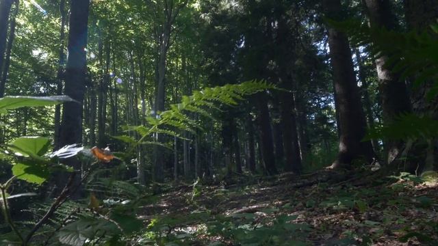 The Magic Forest - Cinematic Short Movie - Lumix GH6 + Olympus M.Zuiko Digital ED 7-14mm f/2.8 PRO смотреть онлайн