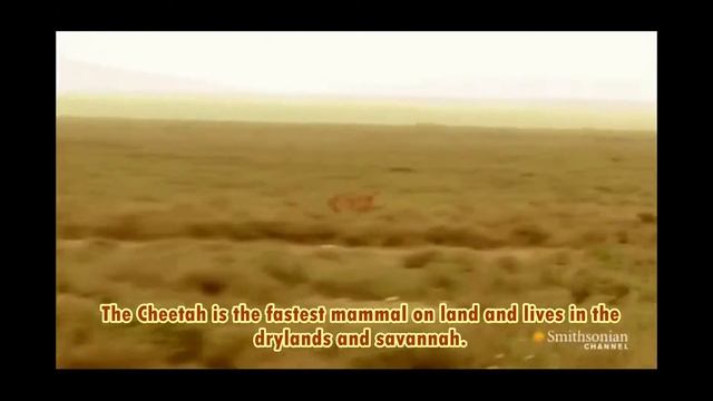 The animals of Chad смотреть онлайн