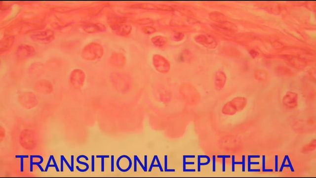 THE EPITHELIA SONG смотреть онлайн