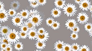 Фон ромашки