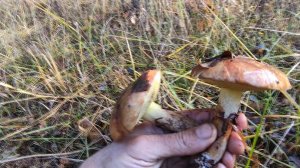 Какие грибы в лесу в ноябре? Я набрал!