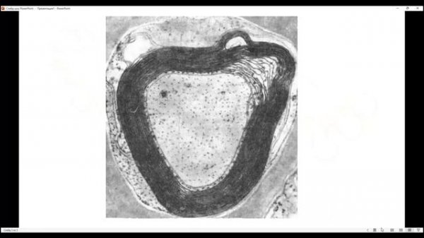 Миелиновая оболочка нейрона