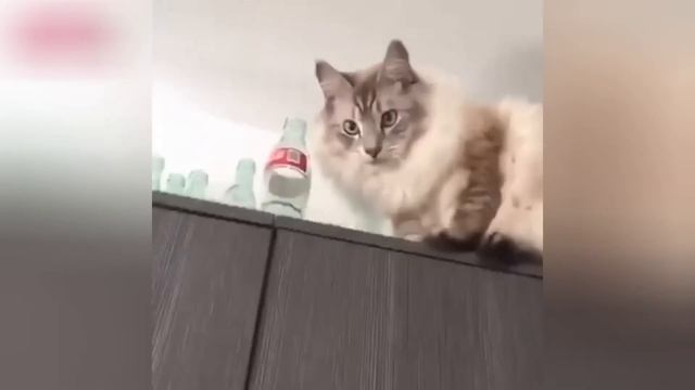 Приколы с котами! Смешные коты! - С ОЗВУЧКОЙ! СМЕШНЫЕ ЖИВОТНЫЕ! До слез! смотреть онлайн