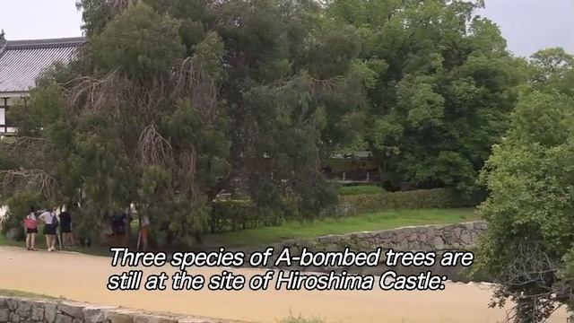 Green Legacy Hiroshima - An introductory Video смотреть онлайн
