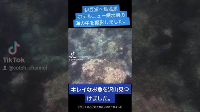 #海中撮影　#伊豆　#堂ヶ島　#ニュー銀水 смотреть онлайн