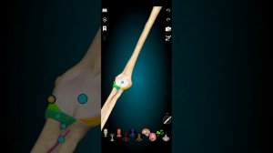 Локтевой сустав. Анатомия. Артрология