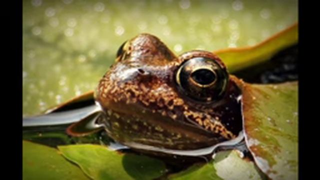 All you need to know about Flora and Fauna (Audio Lesson) смотреть онлайн