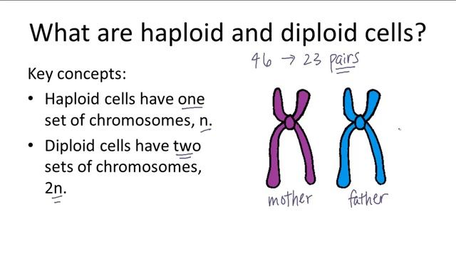 Haploid v. Diploid смотреть онлайн
