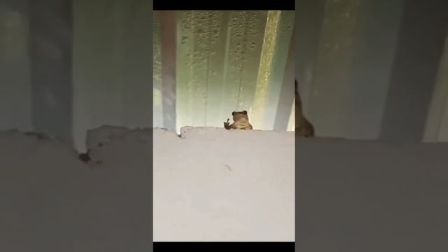 Корпорация Юмора - ВИДЕО ОТБОРНЫХ ПРИКОЛОВ 2024 Смешные видео -лучшие приколы смотреть онлайн