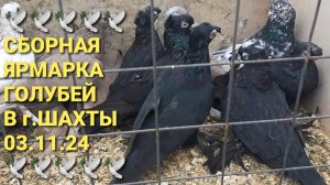 03.11.24. Сборная ярмарка голубей в г.Шахты. Птичий рынок.