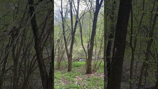 в лес Мама увела релаксируем #kravts_time