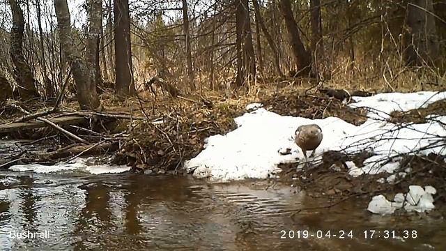 Глухарки смотреть онлайн