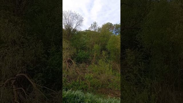 #утровдеревне #пениептиц  #пениесоловья #звукилеса #звукиприроды