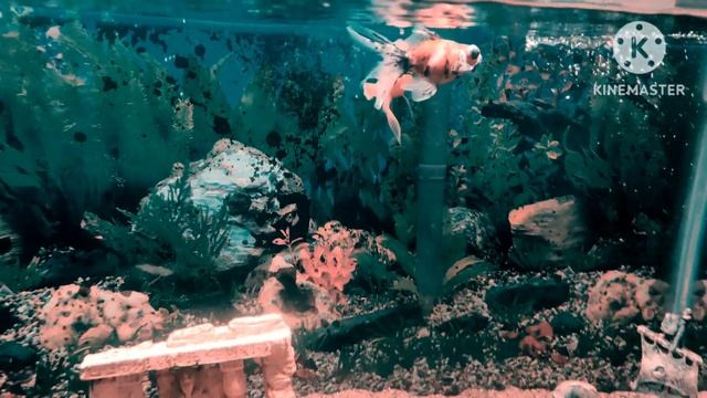 Con el tacto de una flor y la música del mar- English Lyrics- Sub English- traducido al inglés. смотреть онлайн