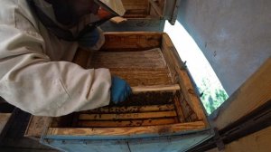 Как просто усилить слабую пчелосемью, весной, перед взятком.