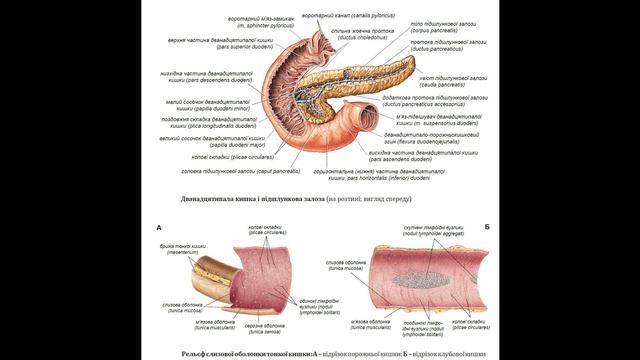 168. Тонка кишка - AnatomUa - AUDIO смотреть онлайн