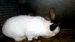 Разведение кроликов в домашних условиях